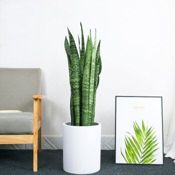 银脉虎皮兰植物室内大型绿植盆栽客厅卧室净化空气大虎尾兰虎皮兰高约