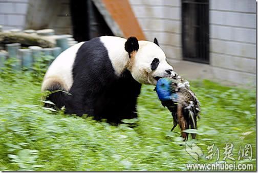 食铁兽永不为奴!