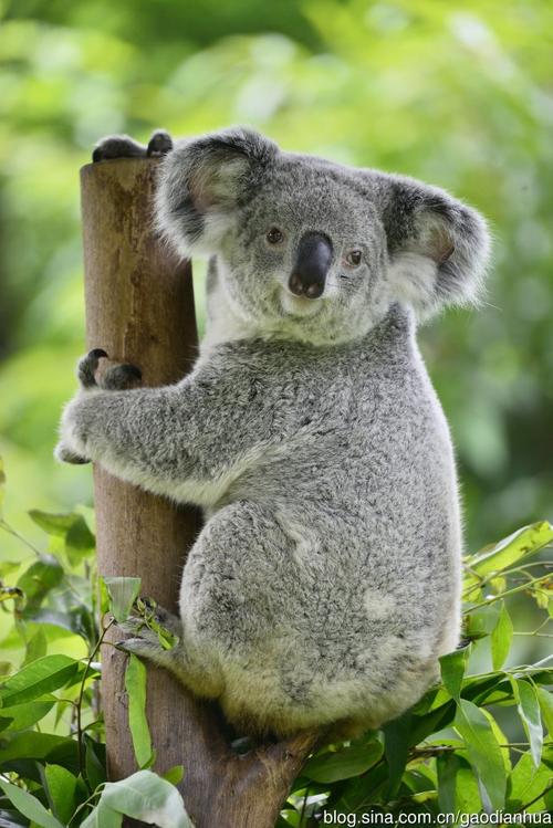 转载实拍呆萌考拉靠抱树避暑降温原创