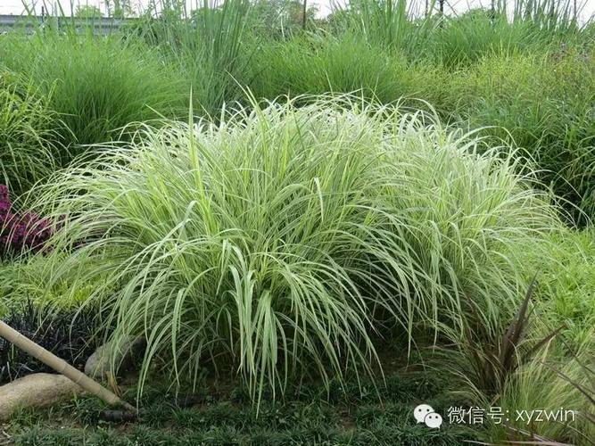 55种常见观赏草品种