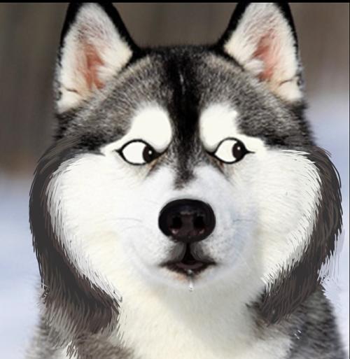 哈士奇的搞笑头像图片大全