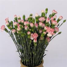 康乃馨鲜花花束云南昆明基地直发家庭插花速递同城配送空运 多头小