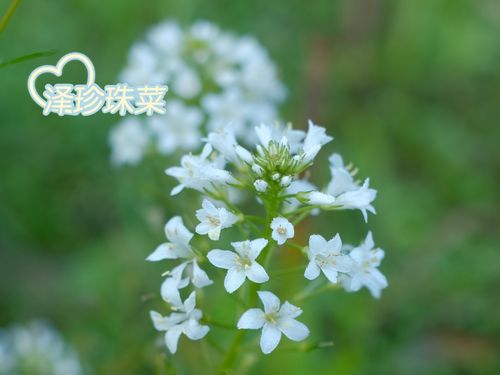 繁星点点*泽珍珠菜