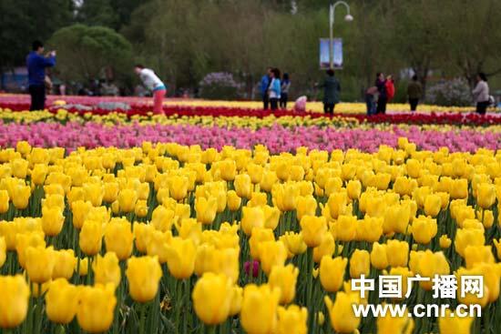 新疆五家渠第八届郁金香节开幕