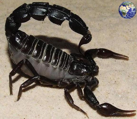 世界上最毒的四种蝎子,虽然微不足道却能杀人于无影无形