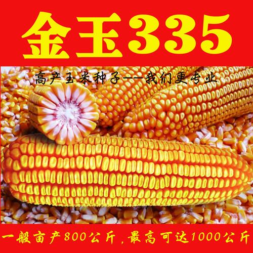 购客4400粒 大田用种 杂交玉米种子高产 金玉335 国审抗病大穗_易购客