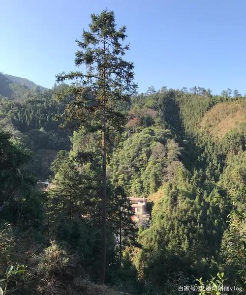 2020年家乡实拍农村山里的模样,手机没有信号你能呆得