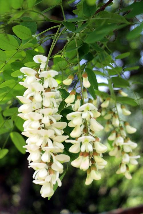 五月槐花盛开季