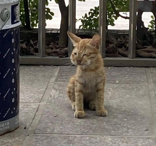 没想到猫咪被蜜蜂蛰肿脸这种网络段子,居然真真实实发生在了自家猫咪