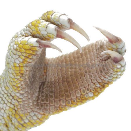 变色龙的爪子是分成两片的,不是图中的趾型