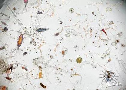 水生浮游生物主要包括浮游植物,浮游动物两大类,对水中生物以及水的