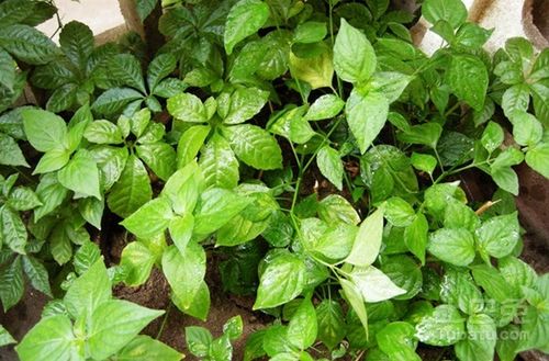 花卉知识  狗肝菜为双子叶植物药爵床科植物狗肝菜的全草,狗肝菜有