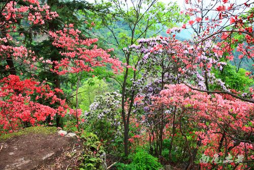 杭州鲜为人知的野生杜鹃林