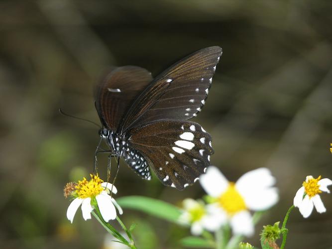 玉牙凤蝶台湾亚种