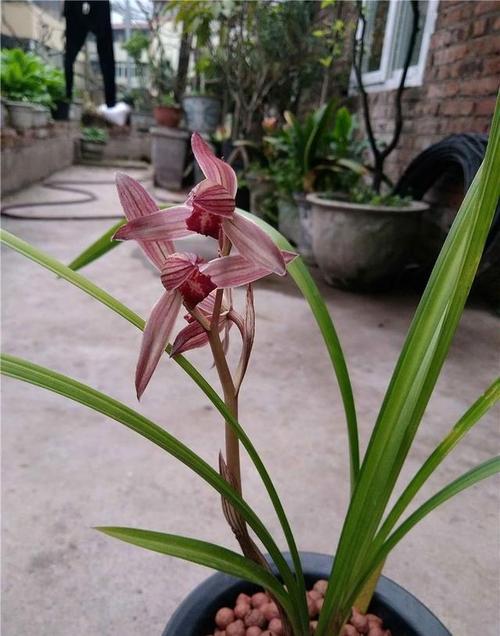 春剑极品红素,九龙红素