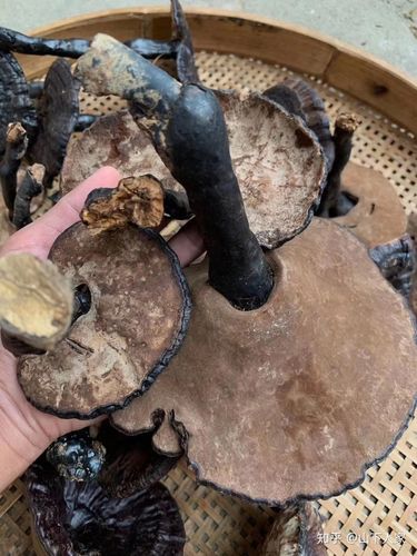 如何辨别真假灵芝?