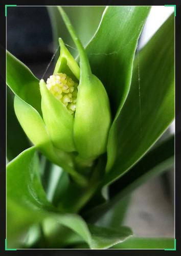 万年青开花染绿春