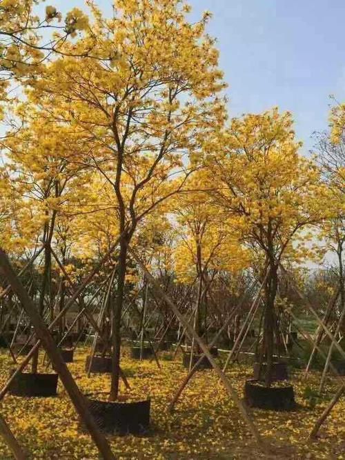 黄花风铃木园林绿化苗木花卉种植绿植盆栽盆景植物庭院阳台li?mi