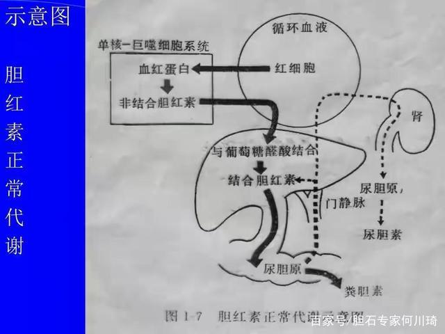胆汁酸代谢示意图