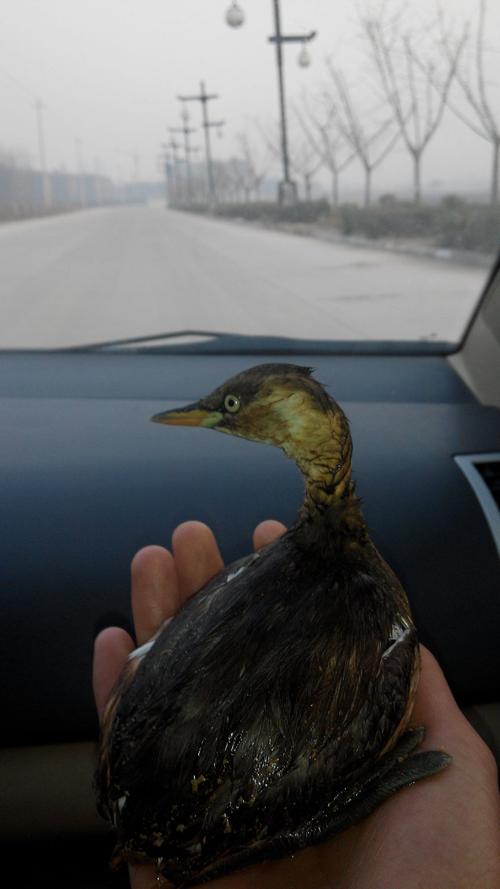 尖嘴 不能站立 腿在身体最下部 像鸭子 像企鹅是啥动物