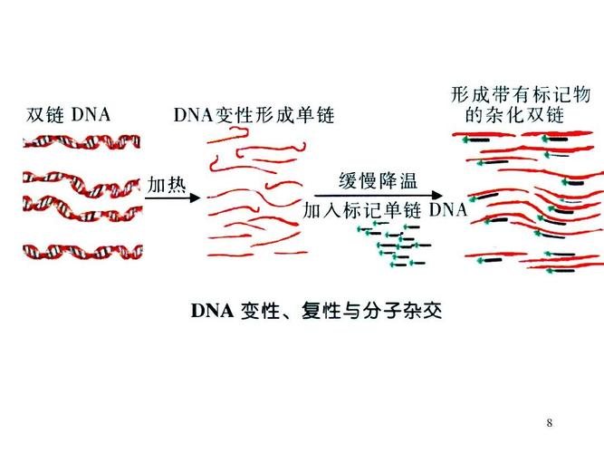 核酸分子杂交技术-2ppt