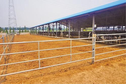 四,单双排牛舍的建造方法