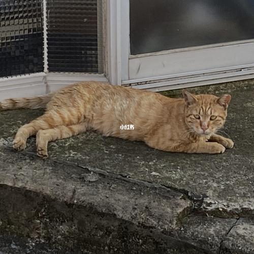 朋友圈|文案 流浪猫