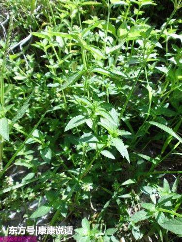 玉米地看到此种草,可别拔掉了,它是少有的疳积草