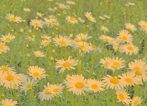 「励志语录」你要像向日葵一样,温暖生生不息