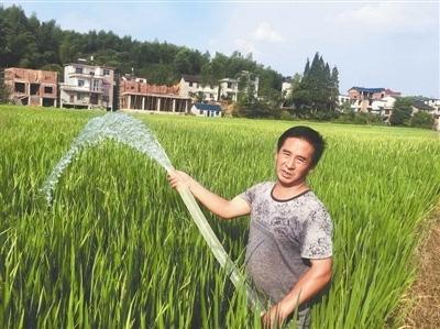 村民全力浇水抗旱.