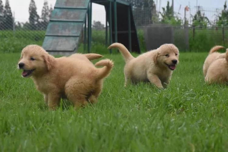 抽奖啦!赛级金毛犬,视频教程送送送!