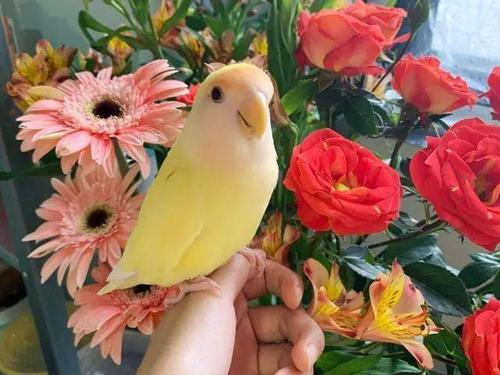 家养牡丹鹦鹉不繁殖?做好这4点想不繁殖都难,小鹦鹉一窝接一窝