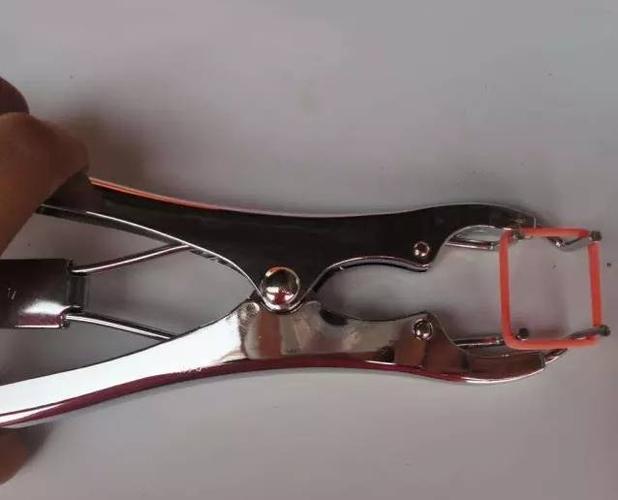 无血去势钳和皮筋去势原理相差不多,也在3~5日龄进行.