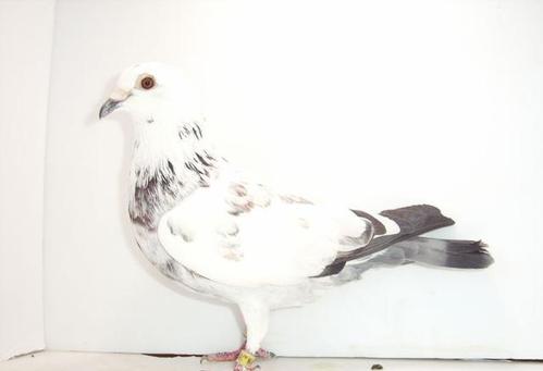 种鸽这样配对,基本上都飞不动|鸽子|赛鸽_网易订阅