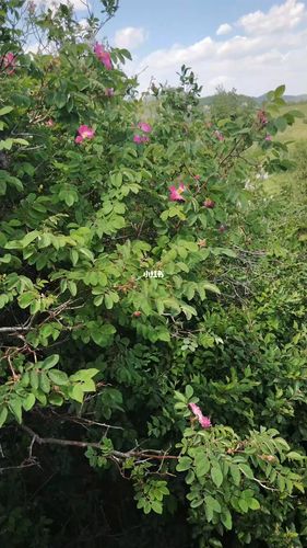 发现一棵有点年头儿的野生玫瑰_周末去哪儿_生活记录