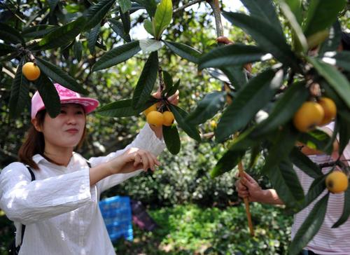 正宗的东山槎湾白玉枇杷_白沙