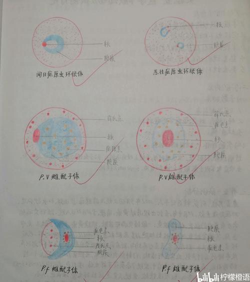 人体寄生虫实验报告图