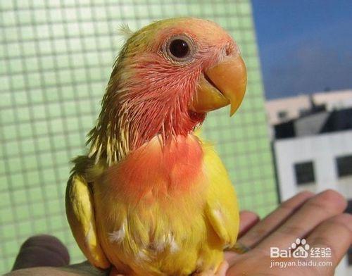 如何判断牡丹鹦鹉年龄