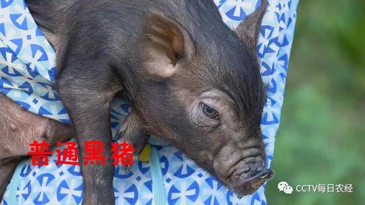 揭秘!屯昌黑猪能多长40斤的秘密
