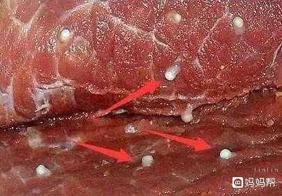 米粒猪肉不能吃,看见米粒肉要立马扔掉