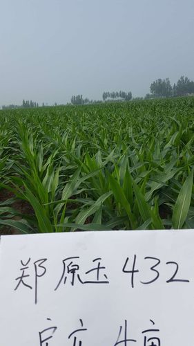 更新:从2亩示范田到3000亩大田推广目标(郑原玉432～客户推广记)