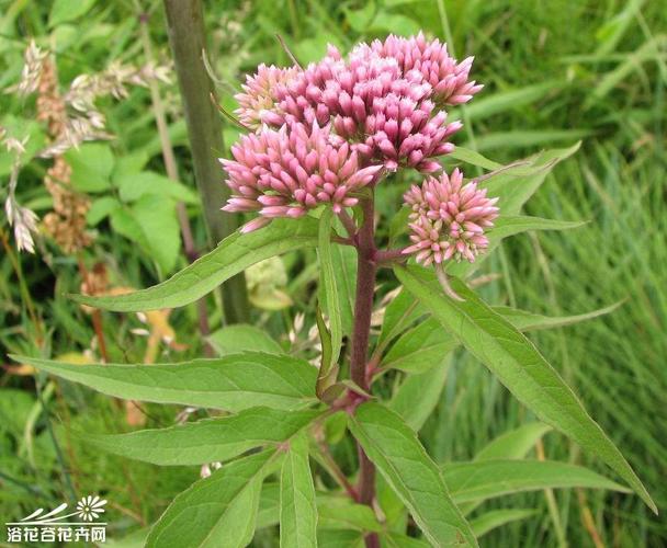 中草药的特征及药性应用,旱莲草,泽兰