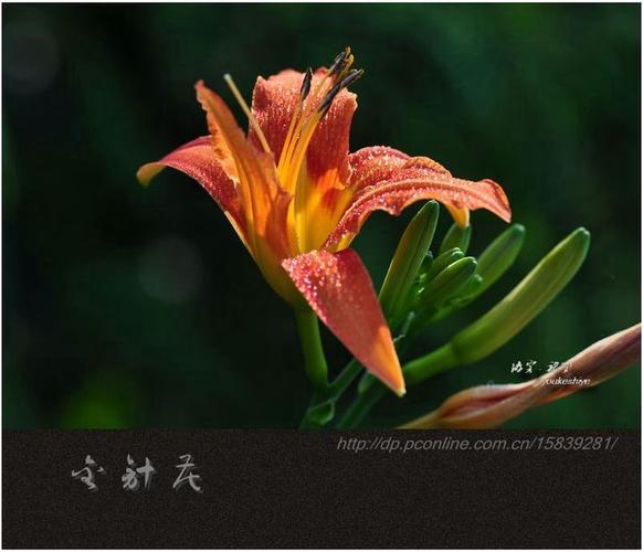 金针花