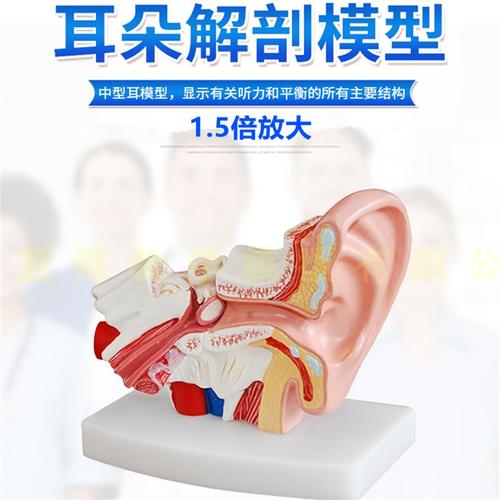 耳解剖模型人体耳朵模型3倍放大中耳模型人体器官解剖