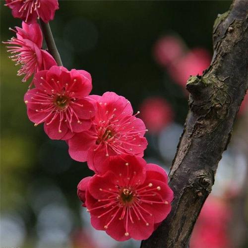梅花树苗盆栽原生庭院地栽花苗红梅花树桩盆景红梅树