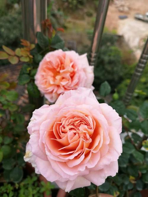 为了纪念发明家亚伯拉罕·达比而命名的一款小型藤本/灌木月季花,高度