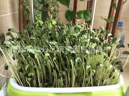 供应黑豆种子黄心小扁黑豆芽苗菜种子豆芽菜纸上种菜无土栽培水