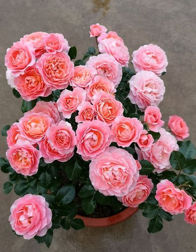 阳台养花养棵香香公主吧花开时刻满室飘香四季能赏花