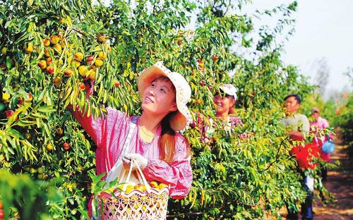 河南宁陵:富硒冬枣获丰收 红枣压弯枝头