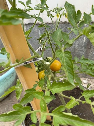 番茄成长过程97_番茄_夏天去哪玩_滤镜_种菜_除草_阳台_夏日滤镜